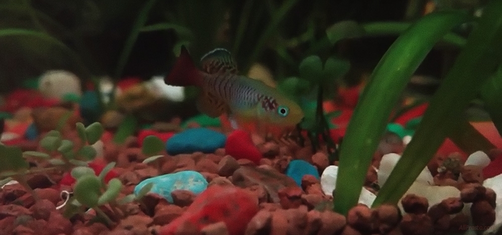 На АлиЭкспресс продаются - живые рыбки