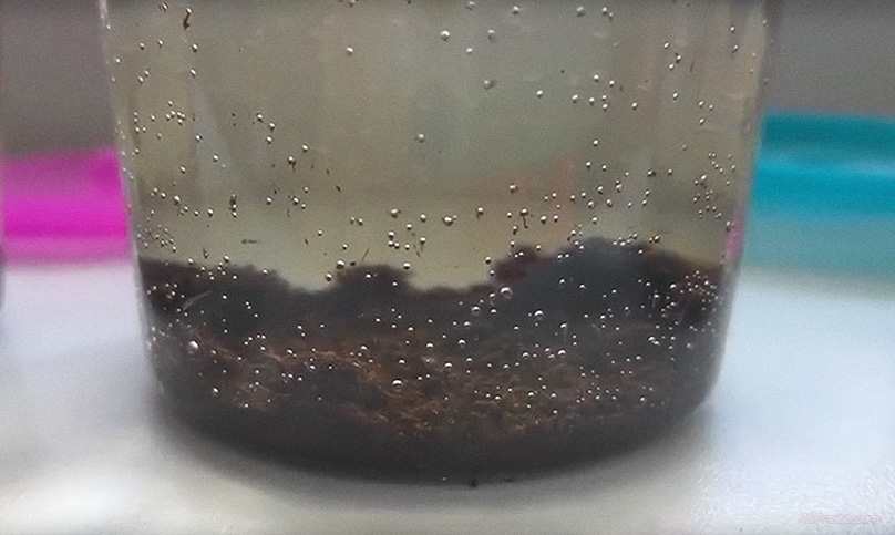 Через сутки выращивания, живых рыбок на алиэкспресс