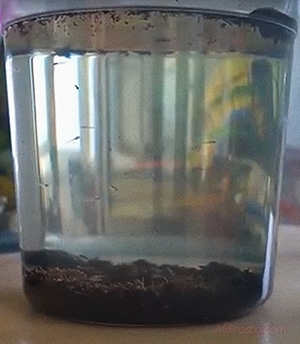 что будет с рыбами с алиэкспресс - через три дня