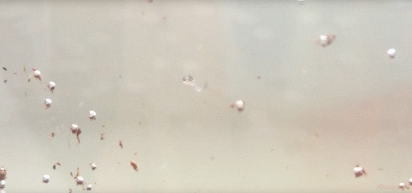 рыбы на алиэкспресс, живые