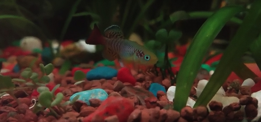 Живые рыбки, с АлиЭкспресс