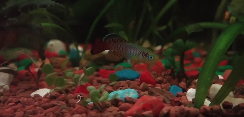 Рыбки с aliexpress