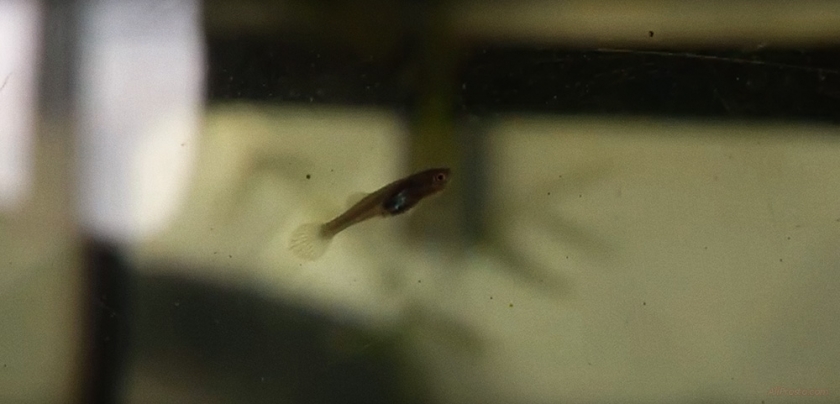 красивые рыбки с алиэкспресс